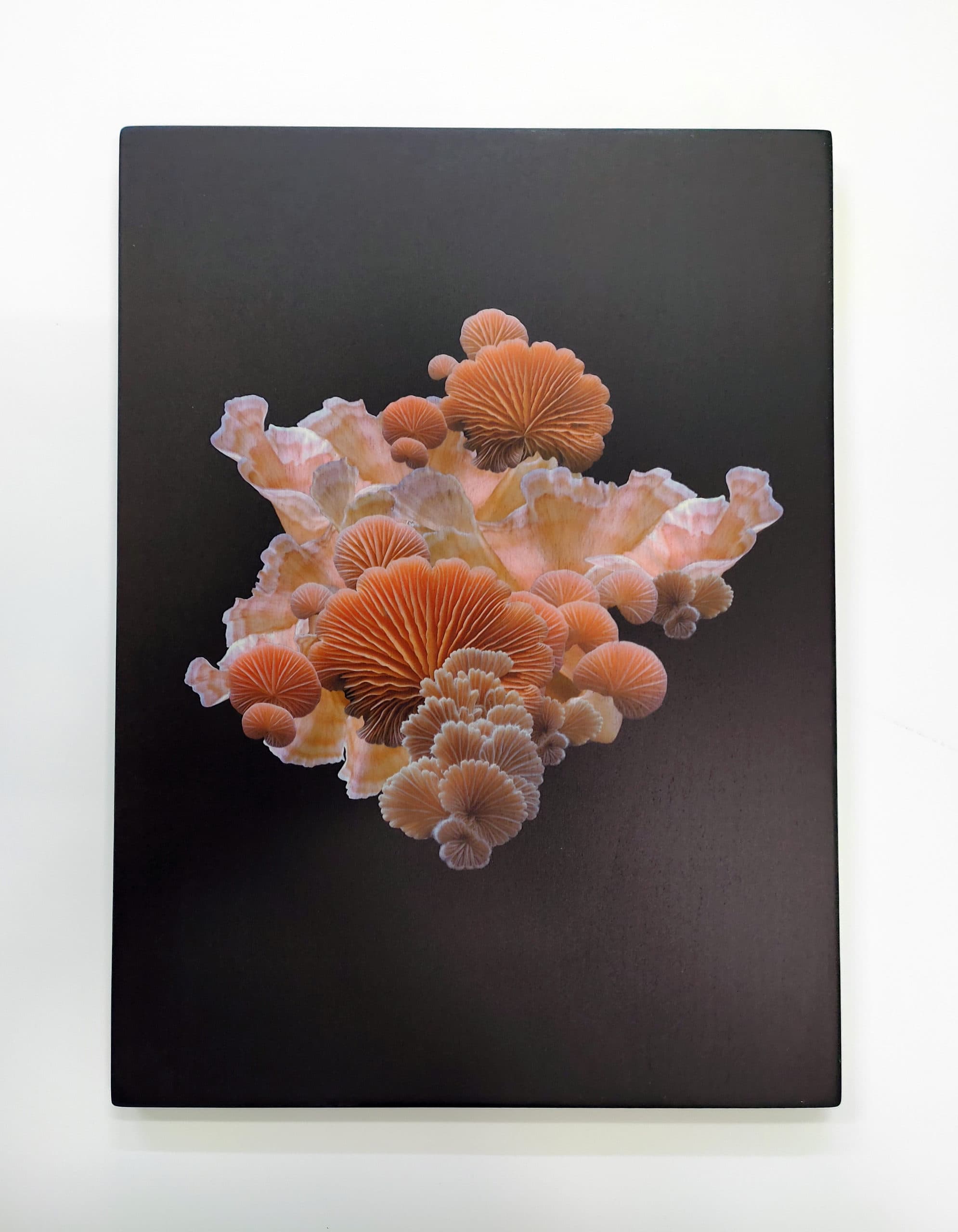 Botanical mushroom art prints on wood β artwork by Sharlene Durfey
